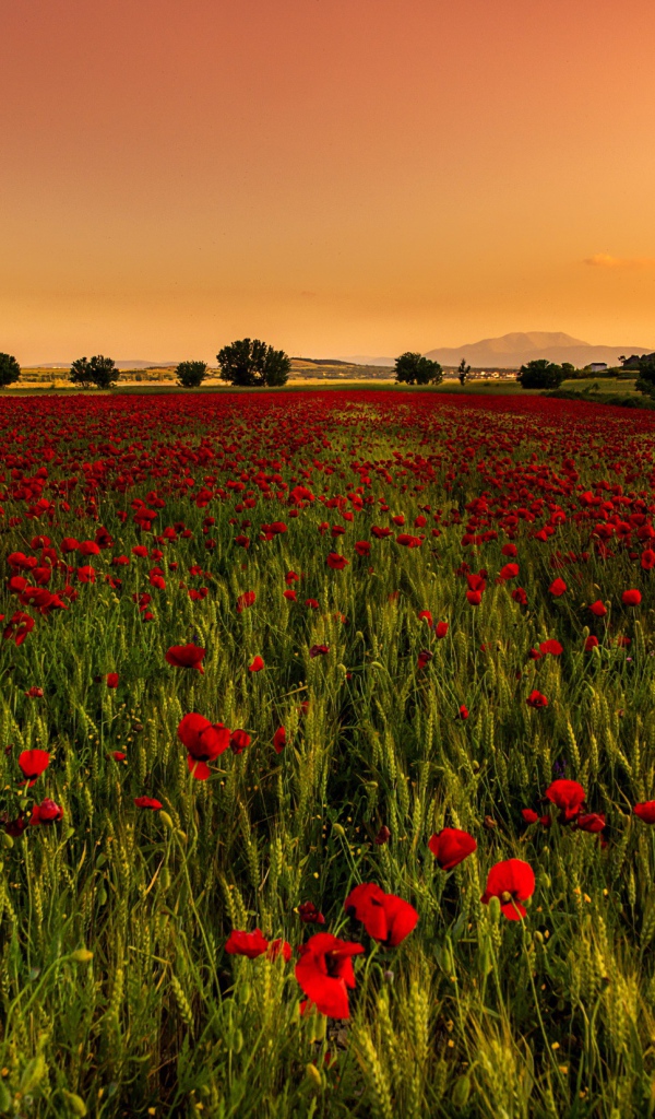 Поле красных маков с зеленой пшеницей 