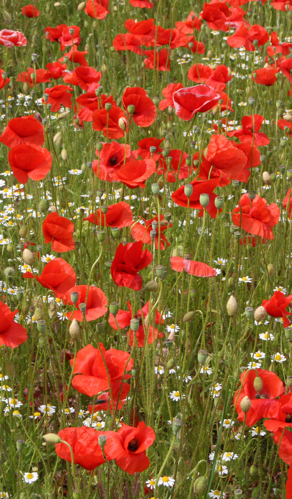 Поле красных маков с белыми ромашками