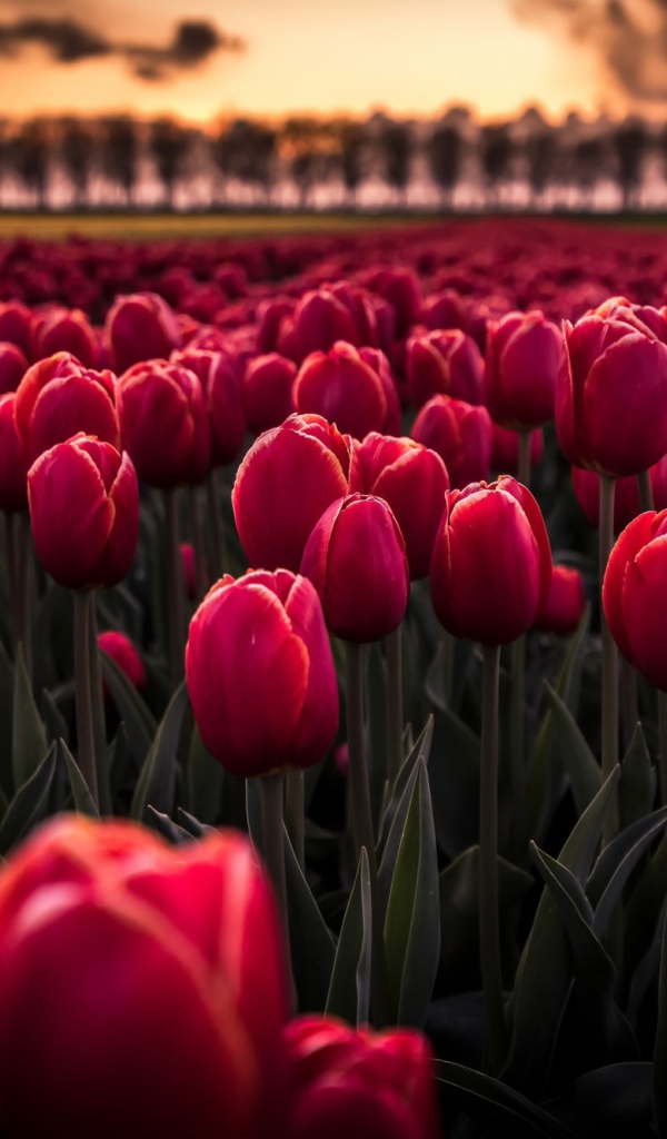 Поле красных цветов тюльпанов на рассвете 