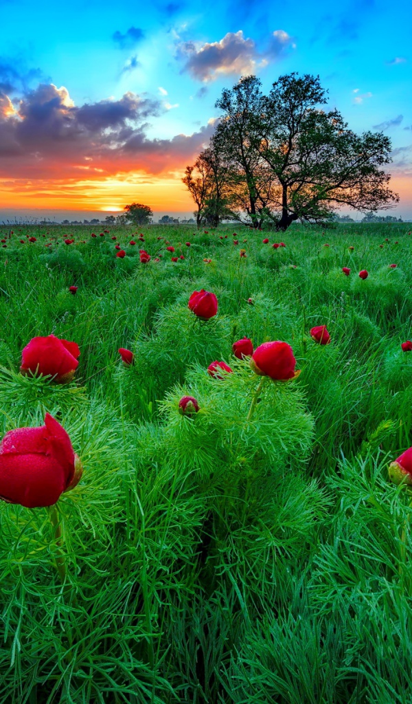 Полевые тонколистные красные пионы на рассвете  