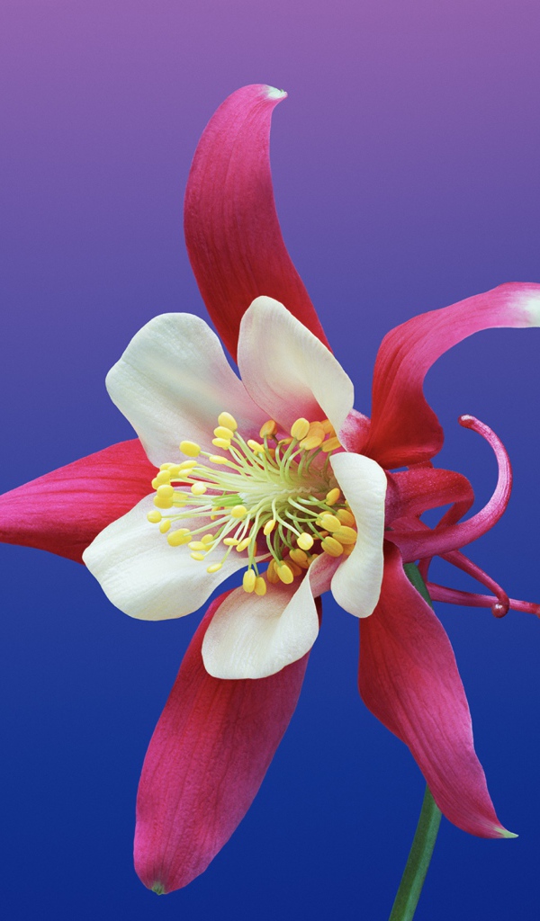 Цветок водосбор крупным планом на фиолетовом фоне