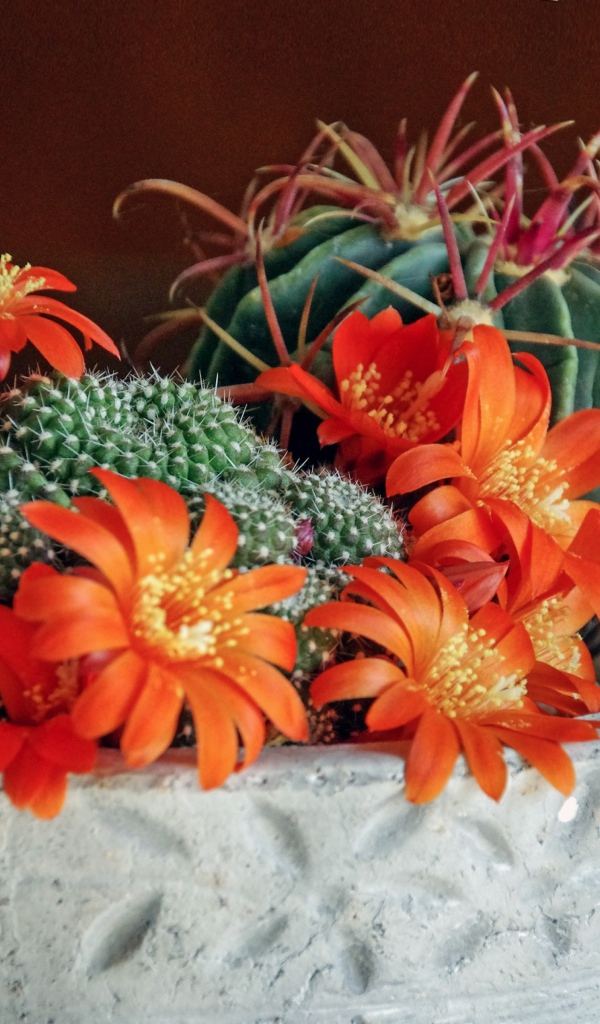 Цветущий комнатный цветок маммиллярия