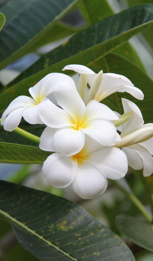 Цветение красивых нежных белых цветов плюмерия