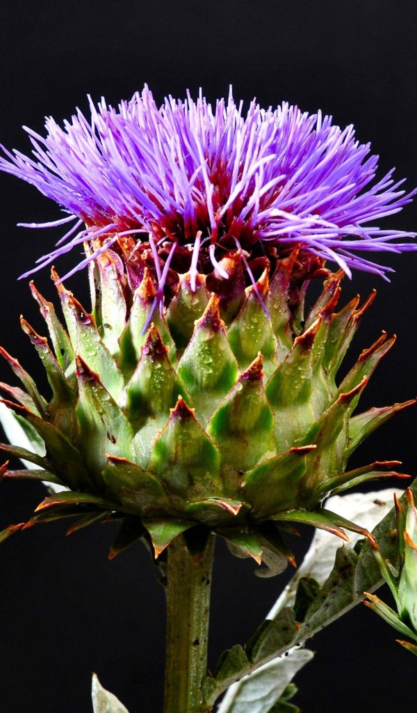 Цветущие шляпки чертополоха на черном фоне