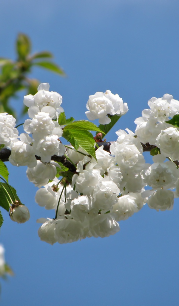 Цветущая белыми цветами ветка черешни