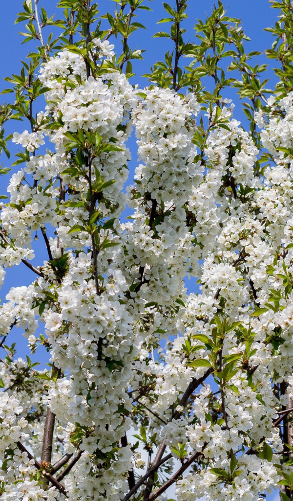 Цветущее белыми цветами весеннее дерево 