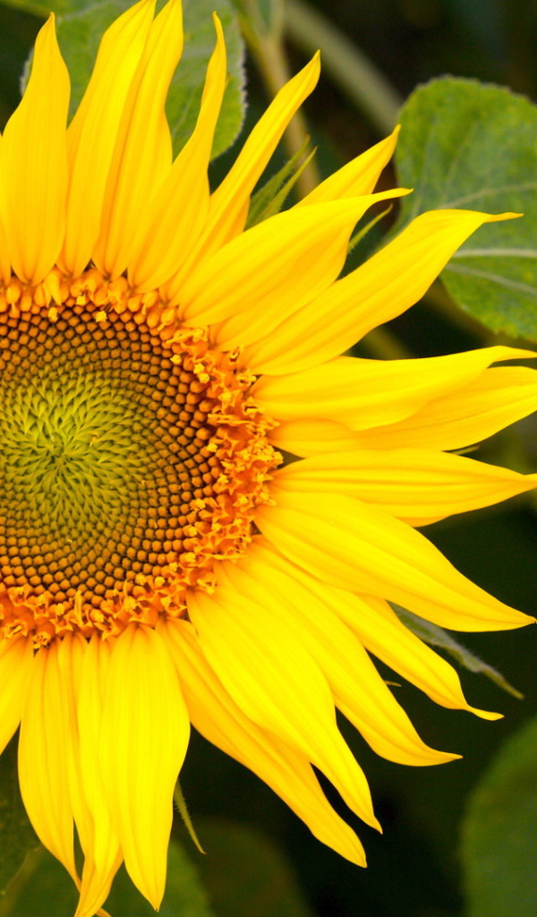 Цветущий желтый подсолнух 