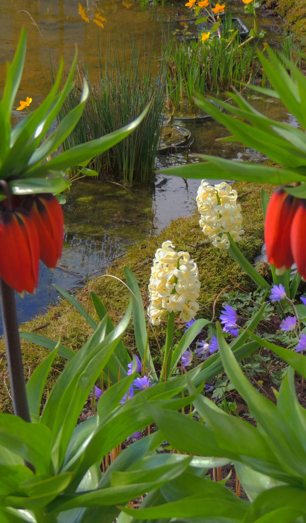 Цветы рябчики и гиацинты у водоема