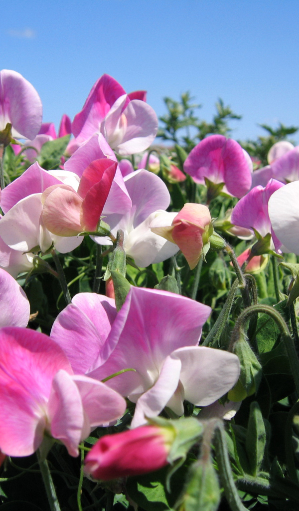 Цветы душистого горошка крупным планом