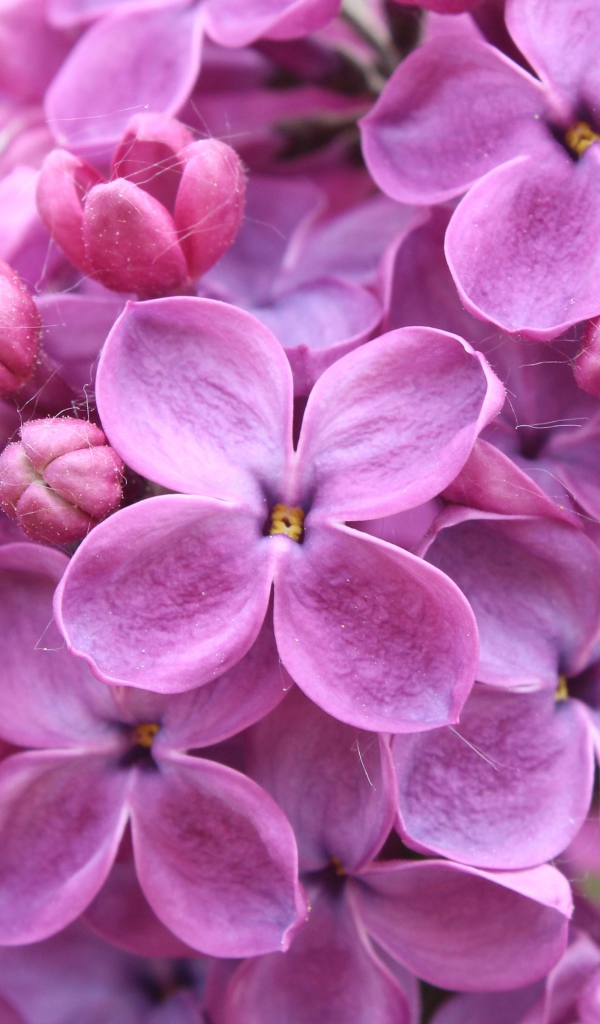 Цветы фиолетовой сирени 