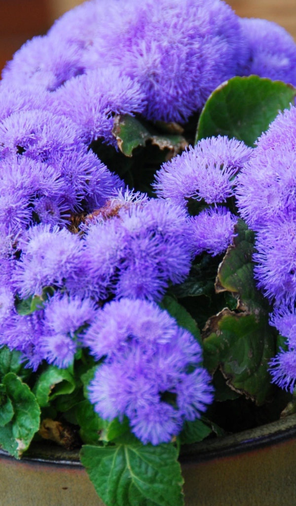Пушистый сиреневый комнатный цветок  агератум в горшке