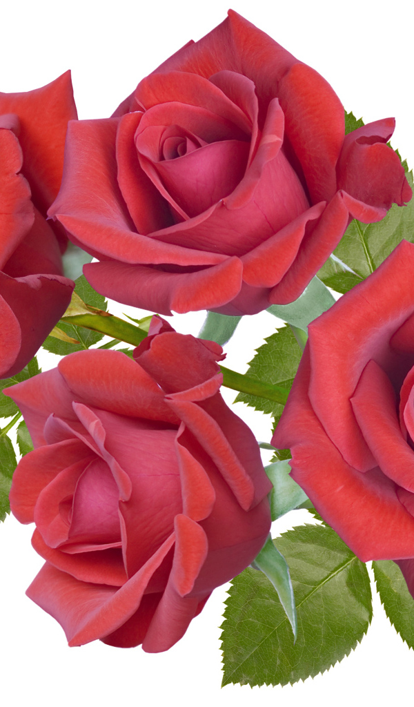 Четыре бордовые розы крупным планом на белом фоне