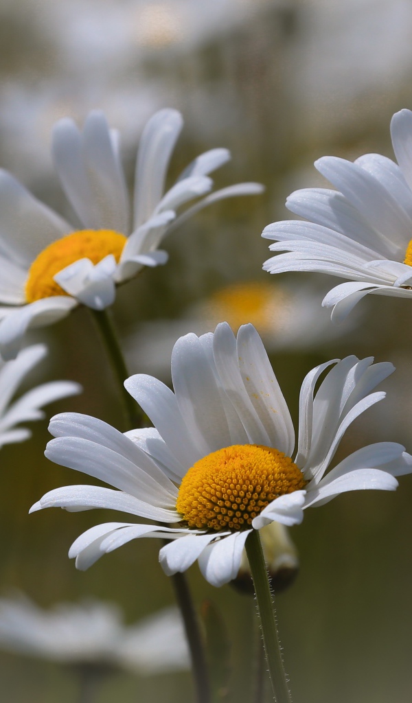 Четыре нежных белых ромашки