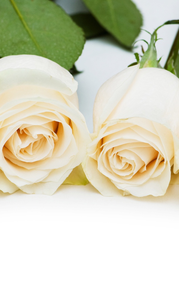 Четыре нежных белых розы на белом фоне