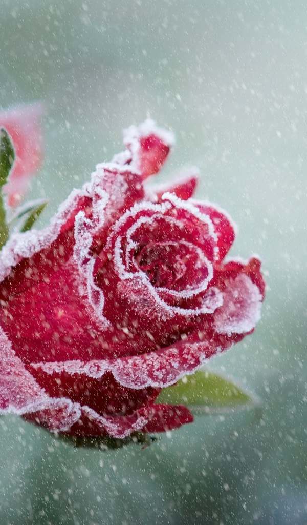 Покрытые инеем две красные розы 