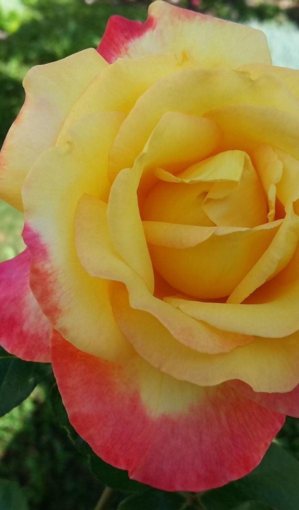 Садовая роза сорт Восточный экспресс 