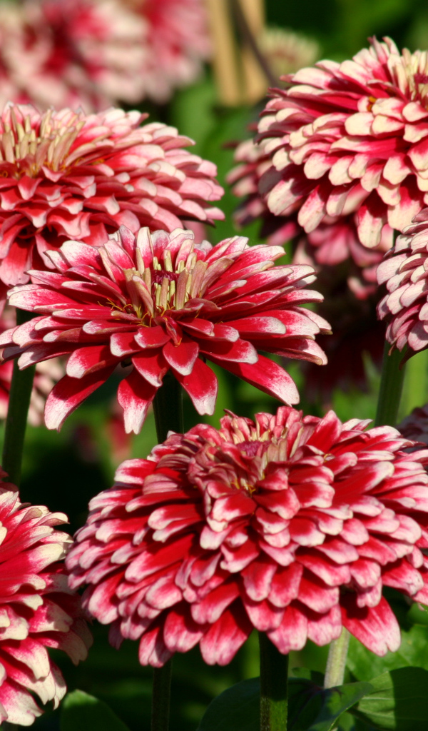 Садовые цветы циния крупным планом