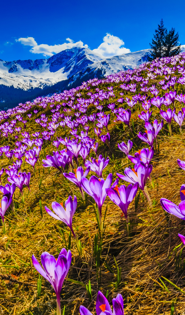 Поляна фиолетовых альпийских крокусов 