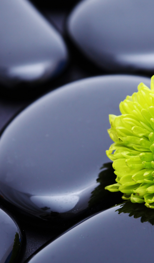 Зеленая хризантема на черных камнях 