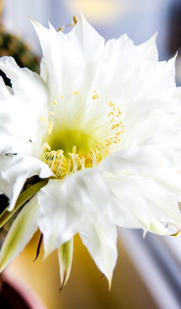 Зеленый колючий кактус с белым цветком 