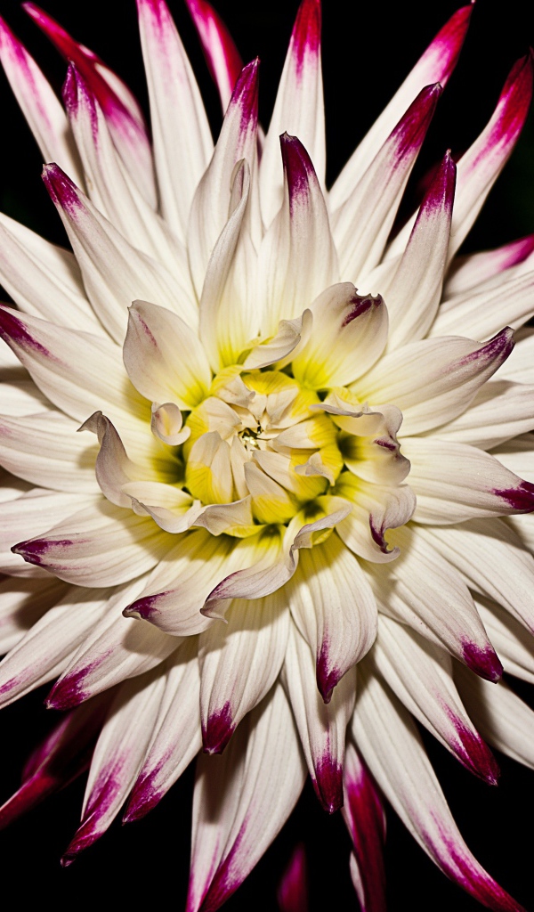 Крупная белая георгина  на черном фоне 