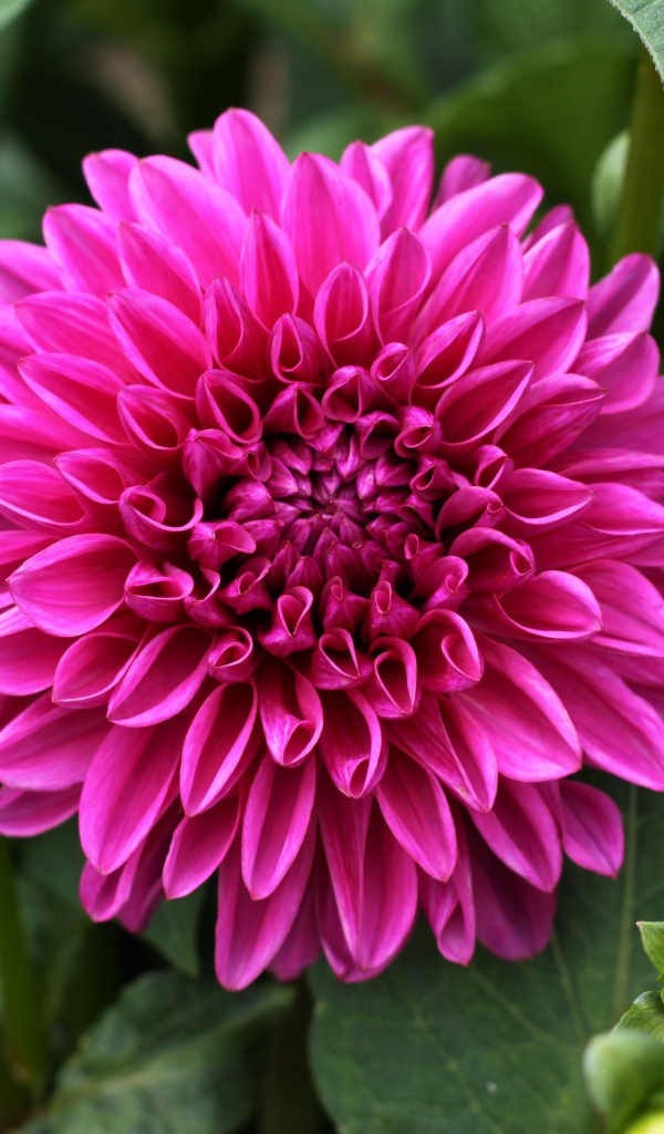 Крупный красивый розовый цветок георгина