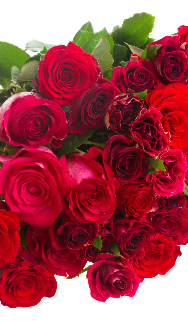 Большой букет бордовых роз на белом фоне