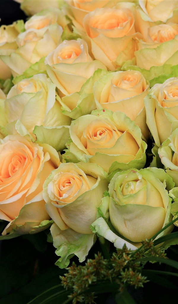 Большой букет нежных роз персикового цвета