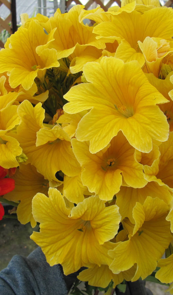 Большой букет цветов сальпиглоссис крупным планом