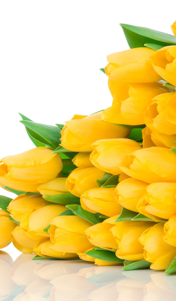 Большой букет желтых тюльпанов на белом фоне