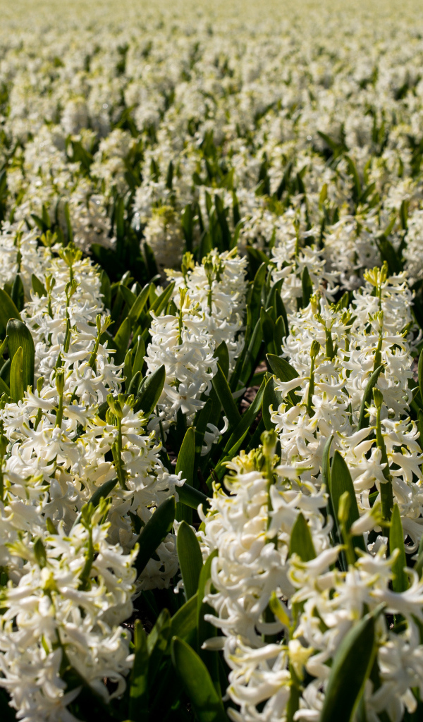 Большое поле белых гиацинтов