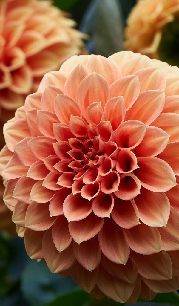 Крупный цветок георгин кремового цвета 