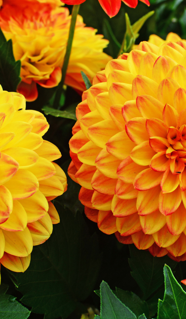 Крупные оранжевые георгины 