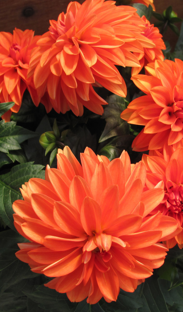 Большие оранжевые георгины крупным планом