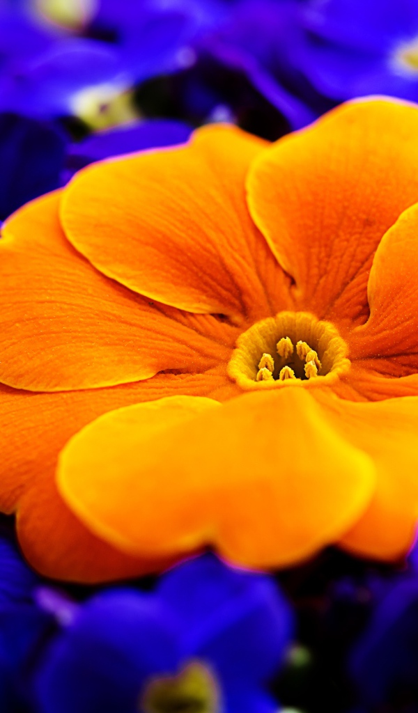 Большой оранжевый цветок среди синих цветов 