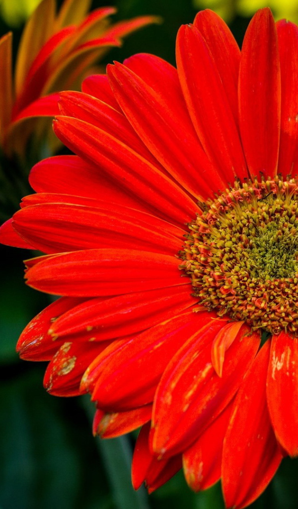 Крупный оранжевый цветок гербера 