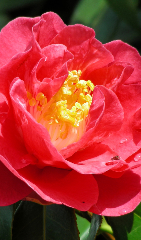 Крупный розовый цветок камелия