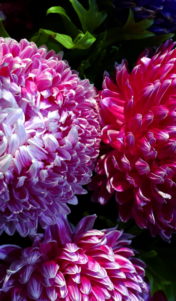 Крупные розовые хризантемы вблизи