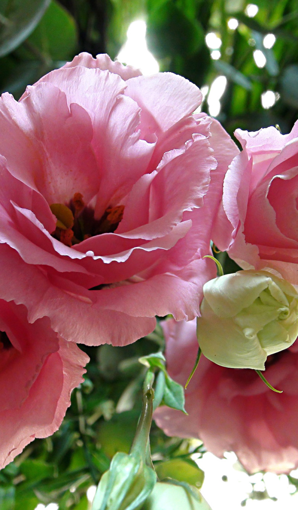 Крупные розовые цветы Эустома 