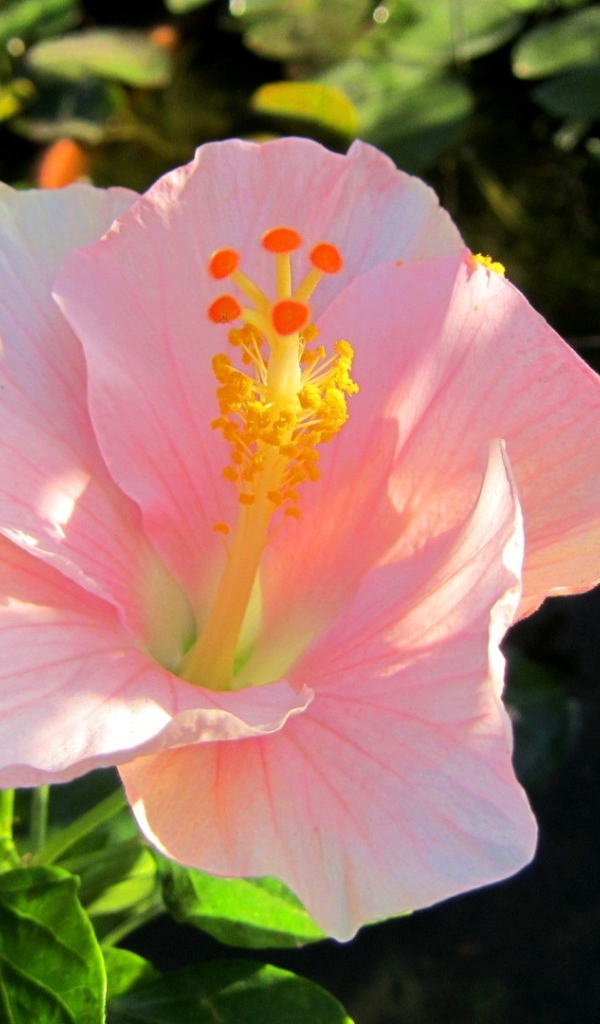 Крупный розовый цветок гибискуса 