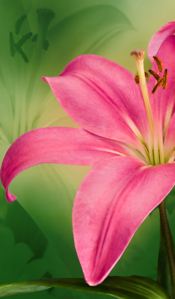 Большая розовая лилия крупным планом