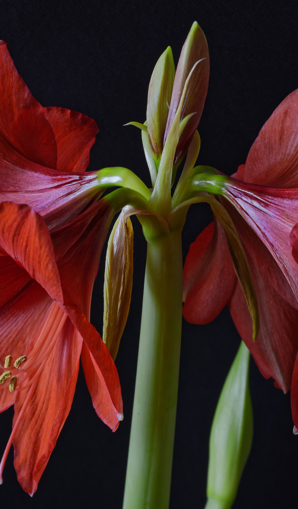 Крупные красные цветы Амариллис на черном фоне