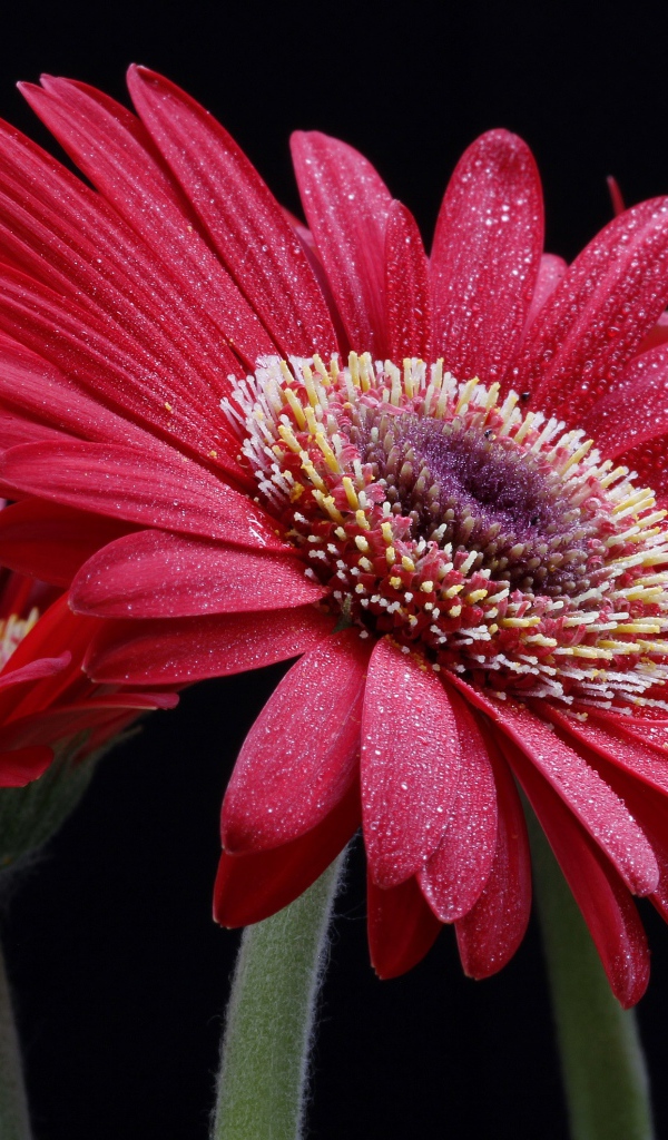Крупная красная гербера с капельками воды на лепестках