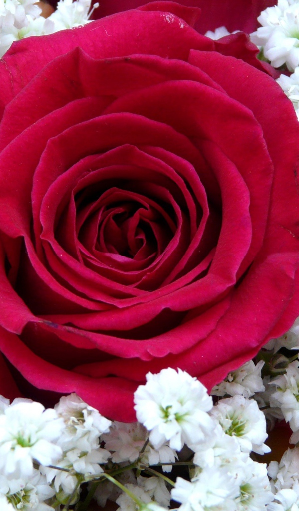 Крупная красная роза с белыми цветками левкой