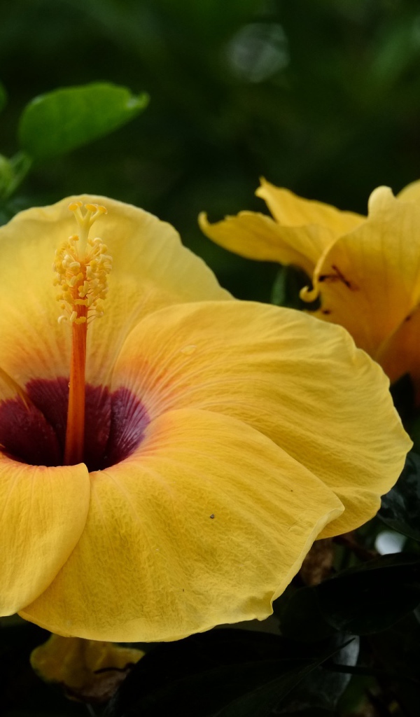 Большой желтый цветок гибискуса крупным планом