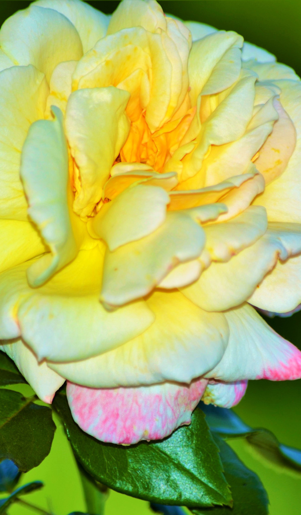 Крупная желтая роза на зеленом фоне