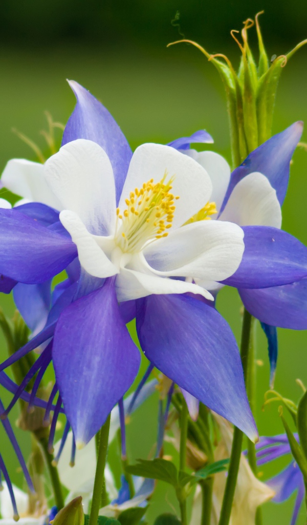 Сиренево- белые цветы водосбор на зеленом фоне