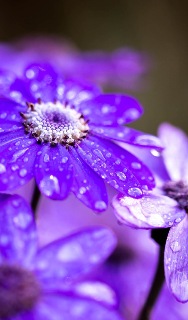 Сиреневые садовые цветы в каплях росы