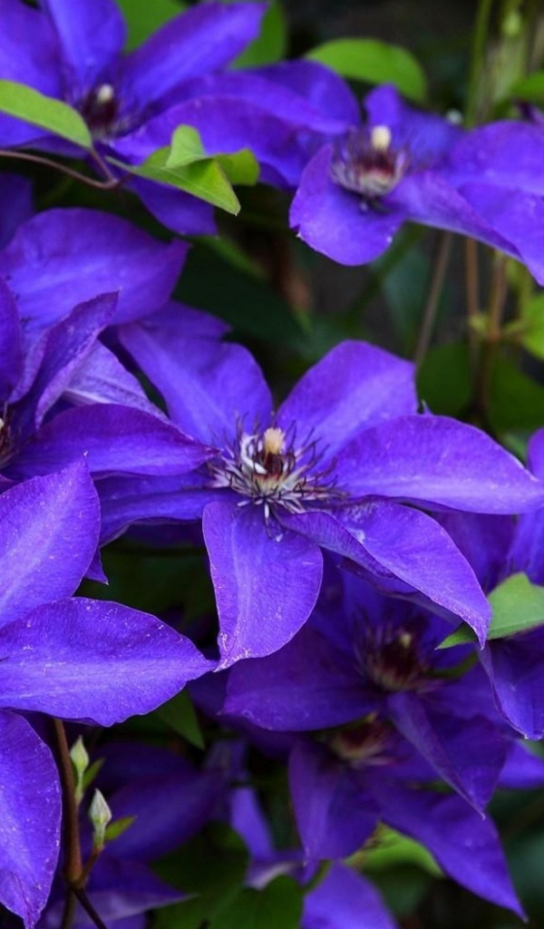 Сиреневый цветущий клематис крупным планом