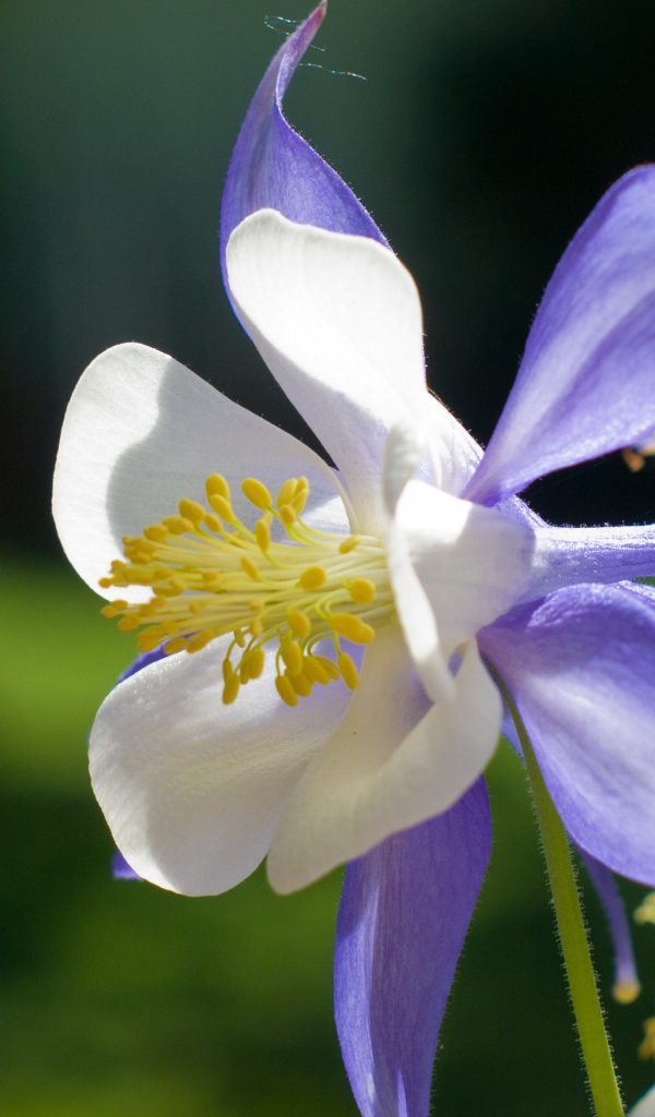 Сиреневый цветок колокольчик крупным планом 